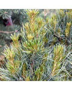 Pinus, Swiss Stone Pine 'Westerstede' (Large Sizes)