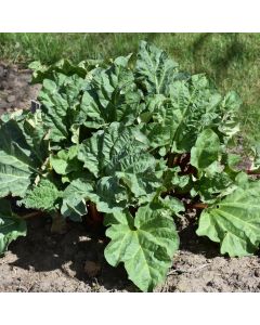 Rheum, Rhubarb 'Chipman's Red'