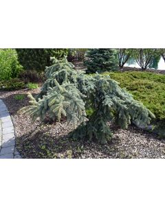 Picea, Colorado Spruce 'Weeping Blue'