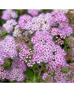 Spiraea, Japanese Spirea 'Little Princess'