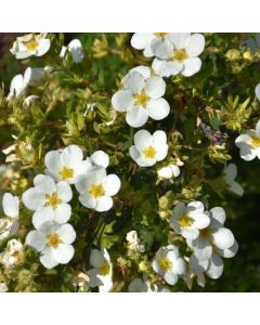 Potentilla, Shrubby Cinquefoil 'McKay’s White'