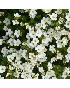 Potentilla, Shrubby Cinquefoil 'Abbotswood'