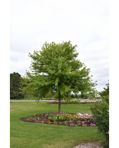 Acer, Freeman Maple 'Sienna Glen®'