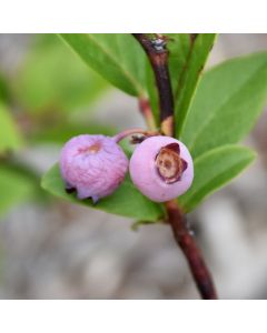 Vaccinium, Highbush Blueberry 'Pink Popcorn®'