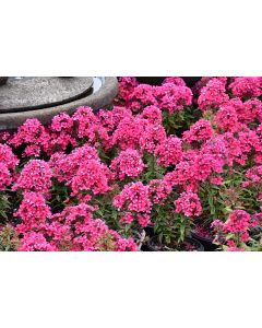 Phlox, Garden Early Start™ 'Red'