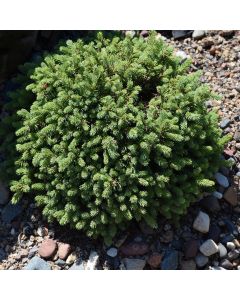 Picea, White Spruce 'Hedgehog'