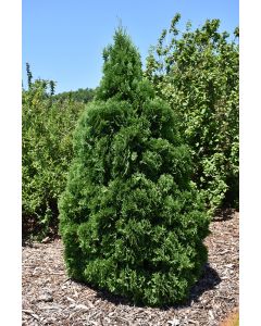 Thuja, Arborvitae 'Holmstrup'