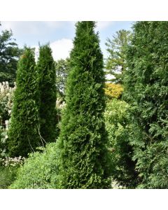 Thuja, Arborvitae 'American Pillar' (Large Sizes)