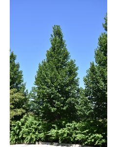 Tilia, American Linden 'American Sentry®'