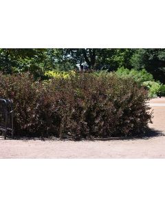 Physocarpus, Ninebark 'Summer Wine® Black'