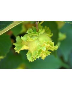 Corylus, American Hazelnut Shrub