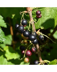 Ribes, Black Currant 'Consort'