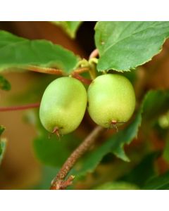 Actinidia, Kiwi Vine 'Issai Kiwi'