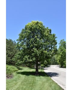 Quercus, Bur Oak