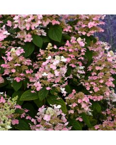 Hydrangea, Panicle 'Quick Fire®'