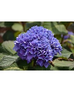 Hydrangea, Bigleaf 'Let’s Dance® Rhythmic Blue™'