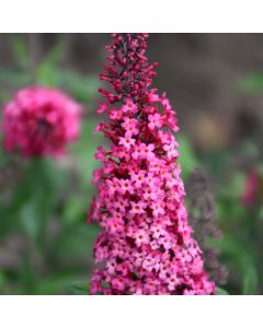 Buddleia, Butterfly Bush Monarch® 'Prince Charming'