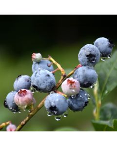 Vaccinium, Highbush Blueberry 'Blueray'