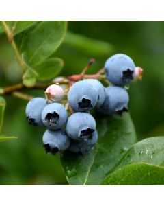Vaccinium, Half-High Blueberry 'Northcountry'