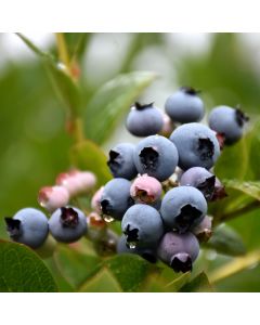 Vaccinium, Highbush Blueberry 'Patriot'