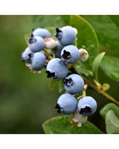 Vaccinium, Half-High Blueberry 'Northblue'