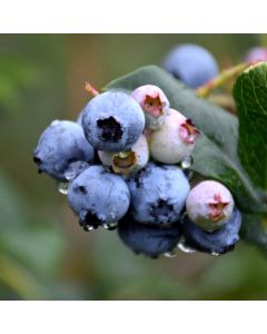 Vaccinium, Half-High Blueberry 'Chippewa'