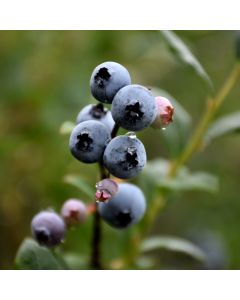 Vaccinium, Half-High Blueberry 'St. Cloud'