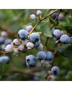 Vaccinium, Highbush Blueberry 'Superior'