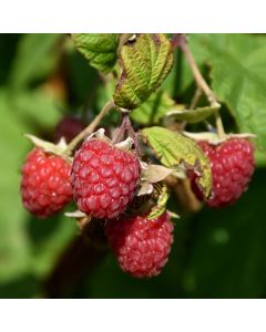 Rubus, Raspberry 'Encore'