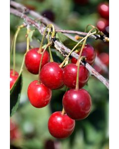 Prunus, Cherry 'North Star'