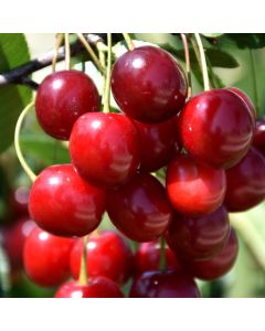 Prunus, Cherry 'Sweet Cherry Pie™'