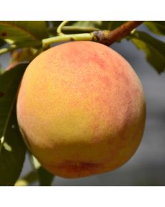 Prunus, Freestone Peach 'Reliance'