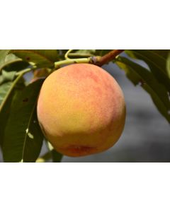 Prunus, Peach 'Reliance'