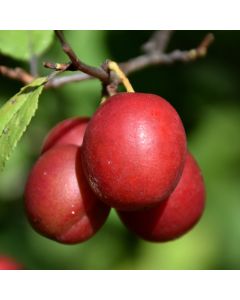 Prunus, Plum 'Toka'