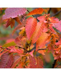 Carpinus, Blue Beech 'Firespire®' (Large Sizes)