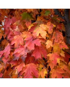 Acer, Red Maple 'Armstrong Gold®' (Large Sizes)