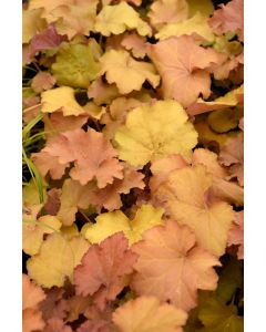 Heuchera, Gold Leaf Coral Bells 'Caramel'