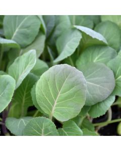 Brassica, Collard Greens