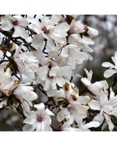 Magnolia, Loebner Magnolia 'Merrill' (Large Sizes)