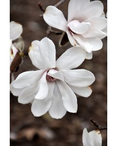 Magnolia, Loebner Magnolia 'Merrill'