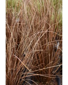 Carex Buchananii 'Red Rooster'