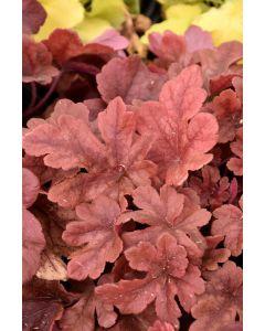 Heucherella, Foamy Bells 'Buttered Rum'