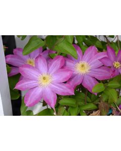 Clematis, 'Pink Champagne'