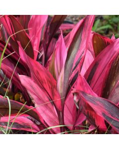 Cordyline Fruticosa 'Red Sister'