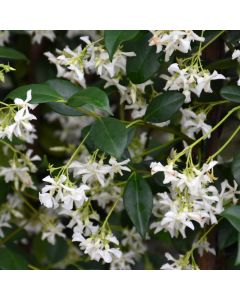 Jasmine, Confederate Star-Jasmine