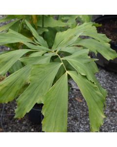 Caryota Mitis 'Fishtail Palm'
