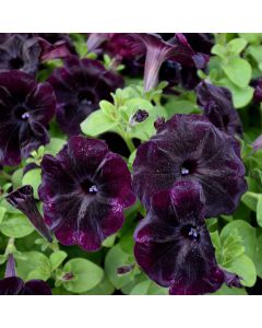 Petunia, Starlet™ 'Velvet'