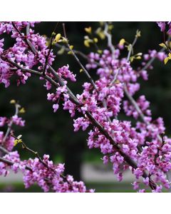 Cercis, Redbud 'Minnesota Strain'