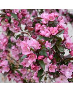 Malus, Flowering Crabapple 'First Editions® Gladiator™' (Large Sizes)