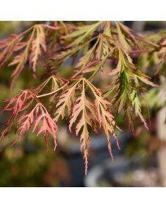 Acer, Hybrid Maple 'Ice Dragon®'